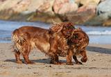 KING CHARLES SPANIEL 069